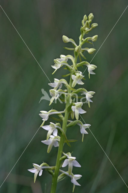 Welriekende nachtorchis (Platanthera bifolia)