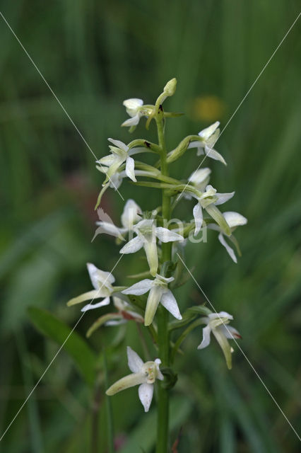 Welriekende nachtorchis (Platanthera bifolia)