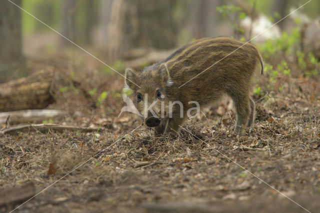 Wild zwijn