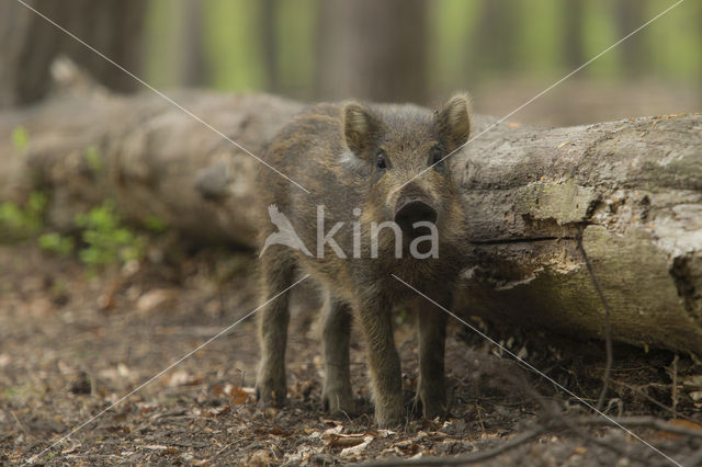 Wild zwijn