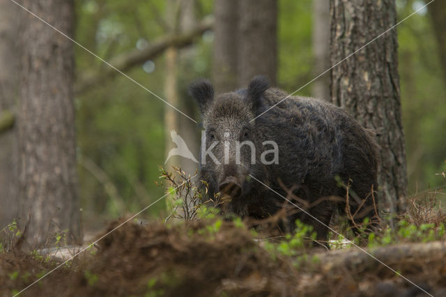 Wild zwijn