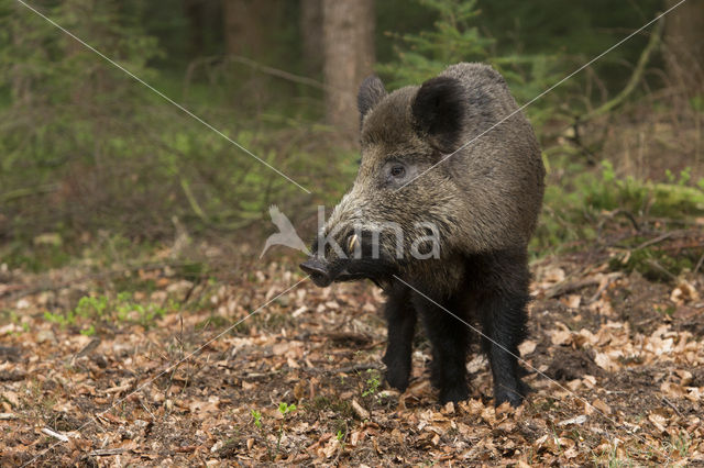 Wild zwijn