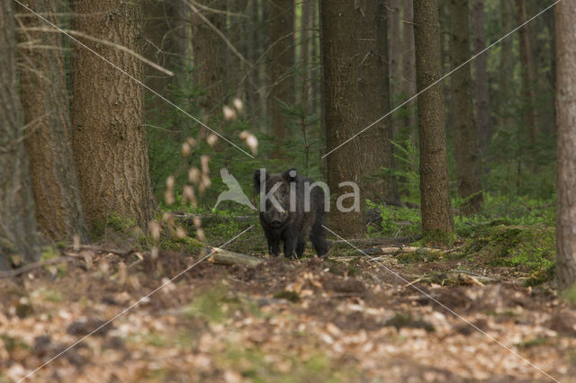 Wild zwijn