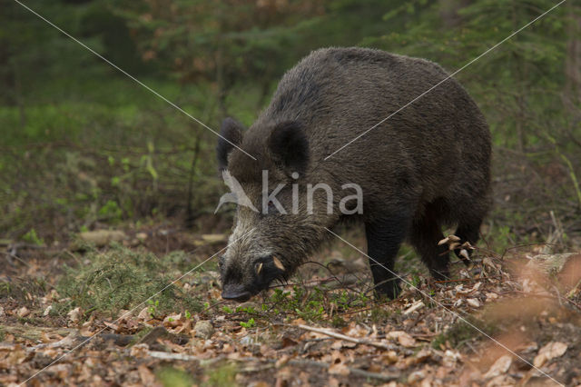 Wild zwijn