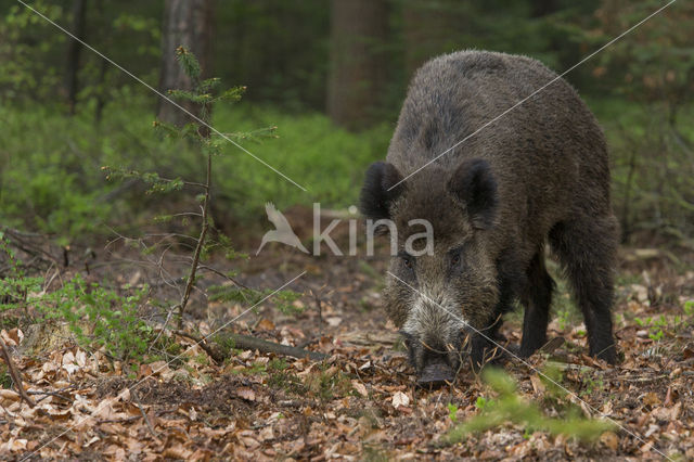 Wild zwijn