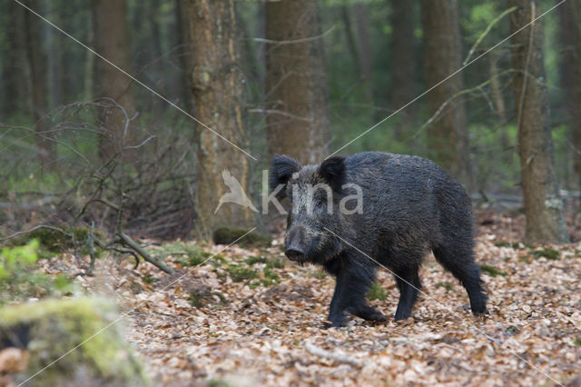 Wild zwijn