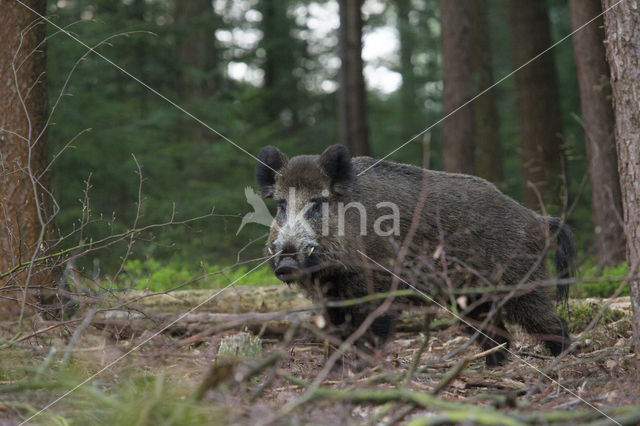 Wild zwijn