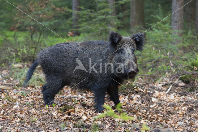 Wild zwijn