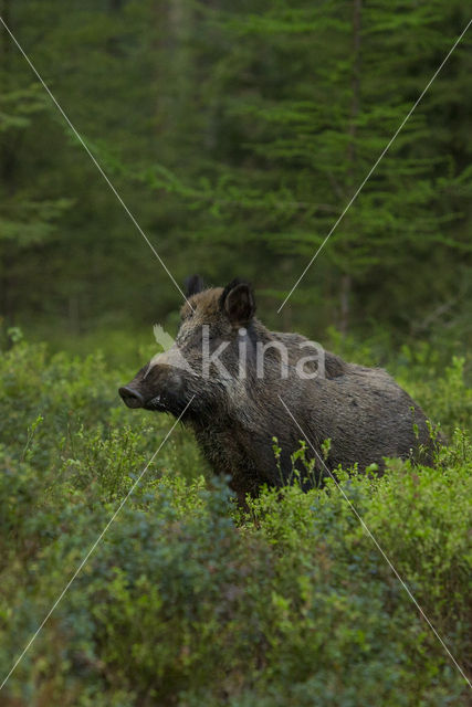 Wild zwijn