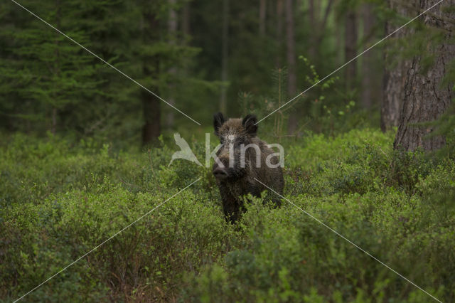 Wild zwijn