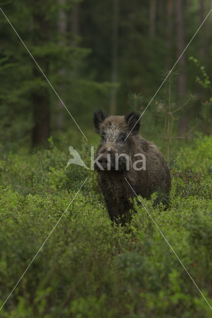 Wild zwijn