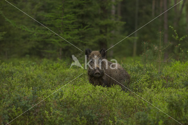 Wild zwijn