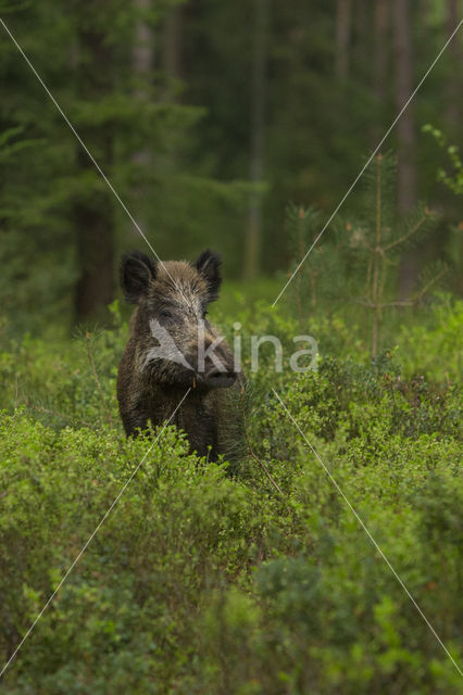 Wild zwijn