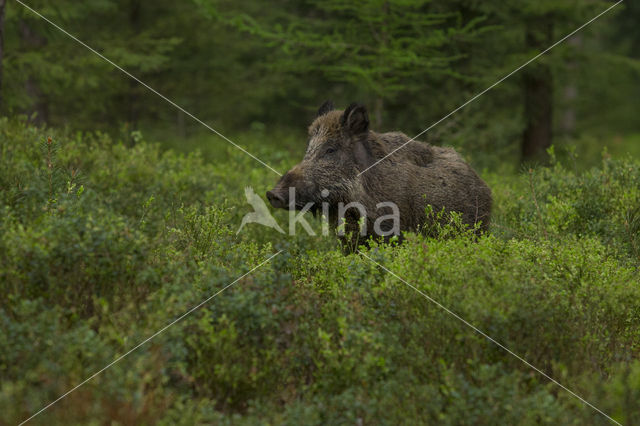 Wild zwijn