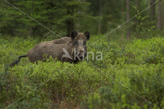 Wild zwijn