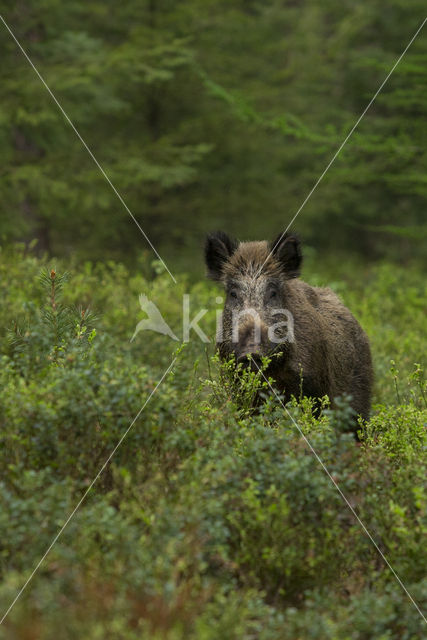 Wild zwijn