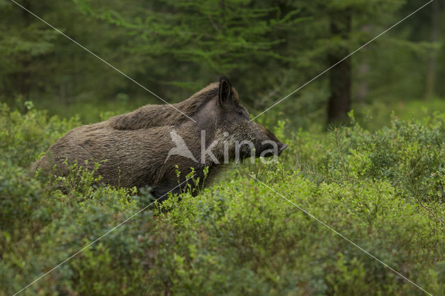 Wild zwijn