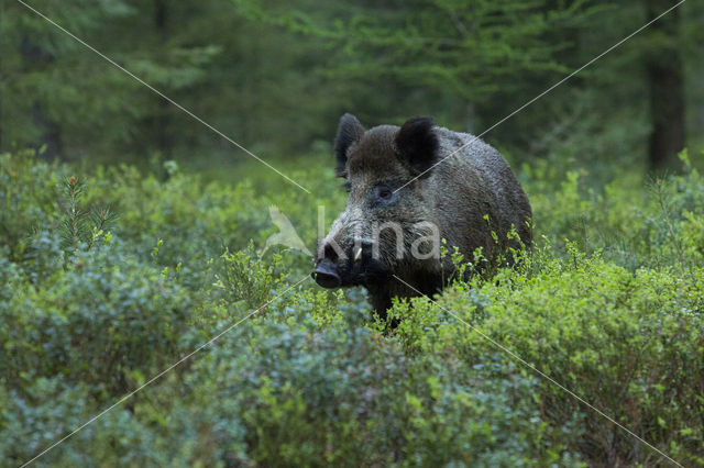 Wild zwijn