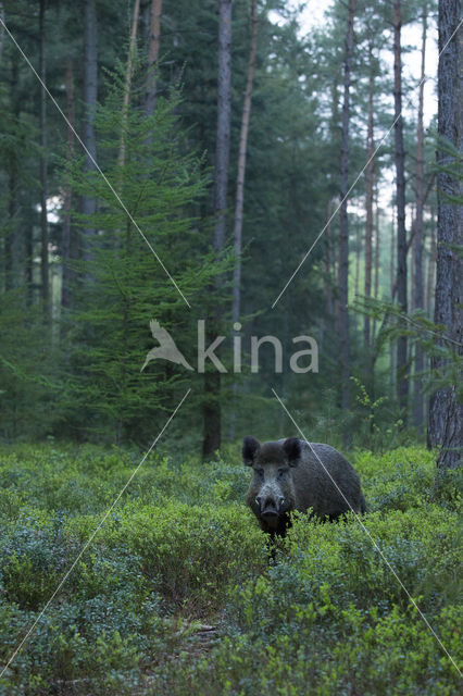 Wild zwijn