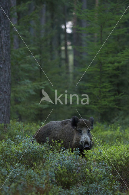 Wild Boar (Sus scrofa)