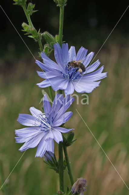 Wilde cichorei (Cichorium intybus)