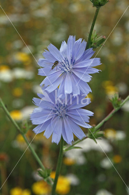 Wilde cichorei (Cichorium intybus)