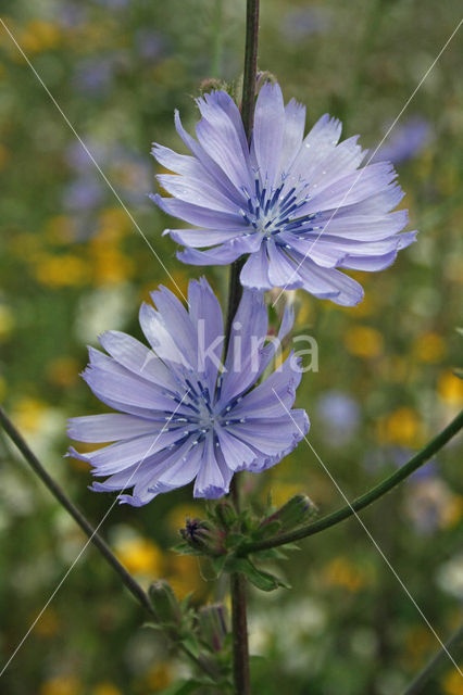 Chicory (Cichorium intybus)