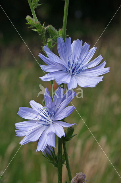 Wilde cichorei (Cichorium intybus)