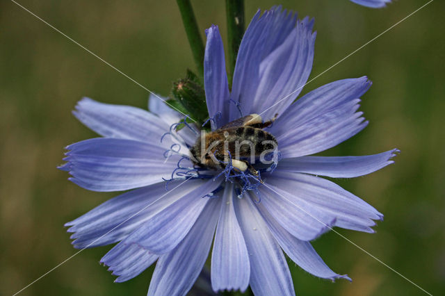 Wilde cichorei (Cichorium intybus)