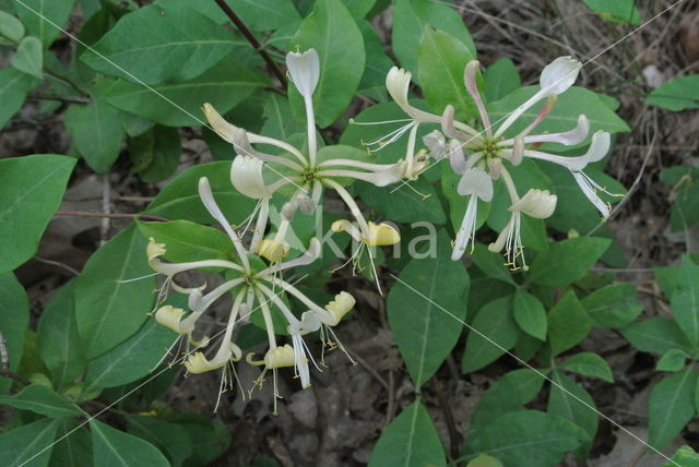 Honeysuckle (Lonicera periclymenum)