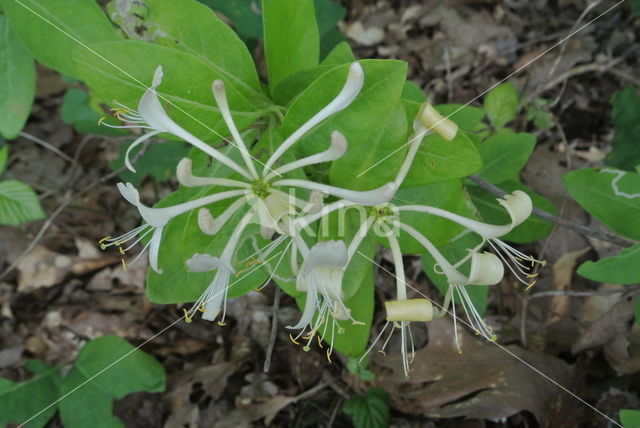 Wilde kamperfoelie (Lonicera periclymenum)