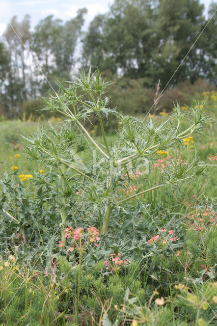 Wilde kruisdistel (Eryngium campestre)