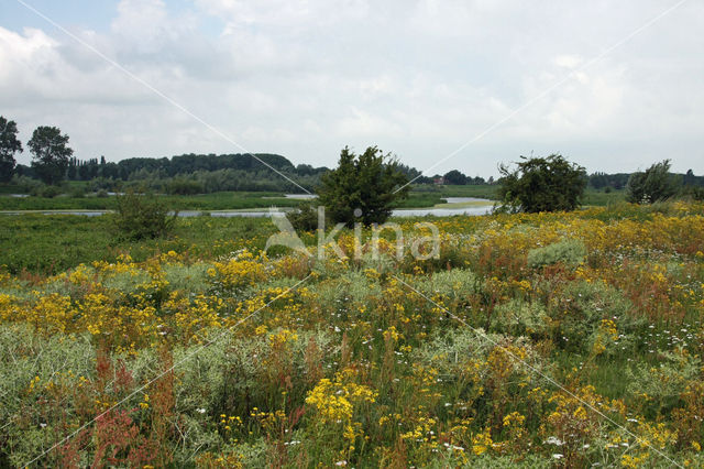 Wilde kruisdistel (Eryngium campestre)