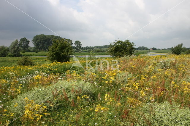 Wilde kruisdistel (Eryngium campestre)