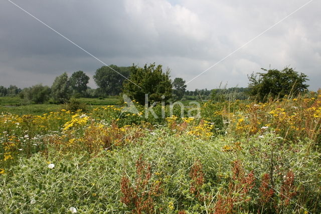 Wilde kruisdistel (Eryngium campestre)