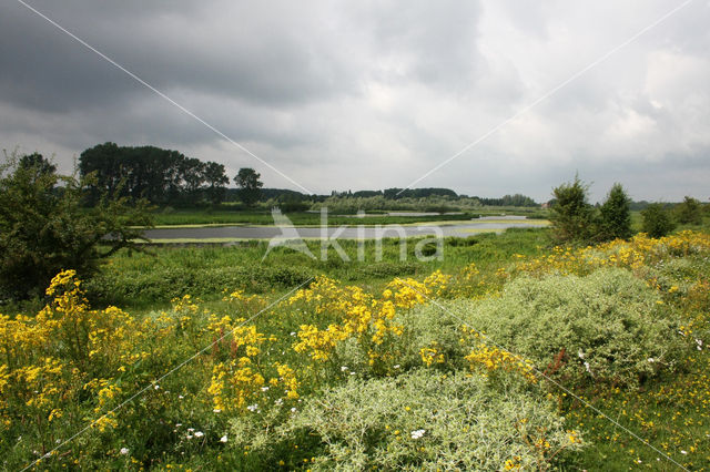 Wilde kruisdistel (Eryngium campestre)