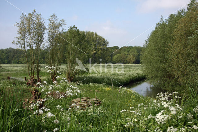 Willow (Salix)