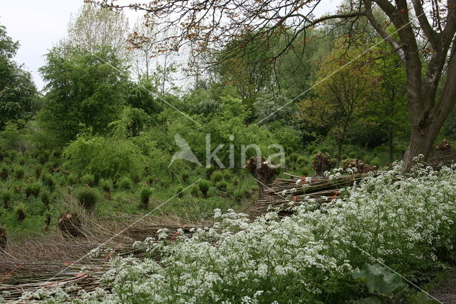 Willow (Salix)