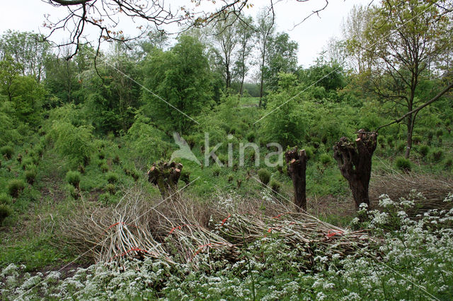 Willow (Salix)