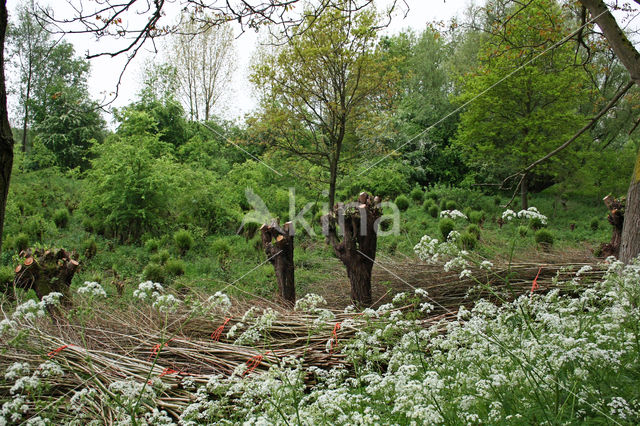 Willow (Salix)