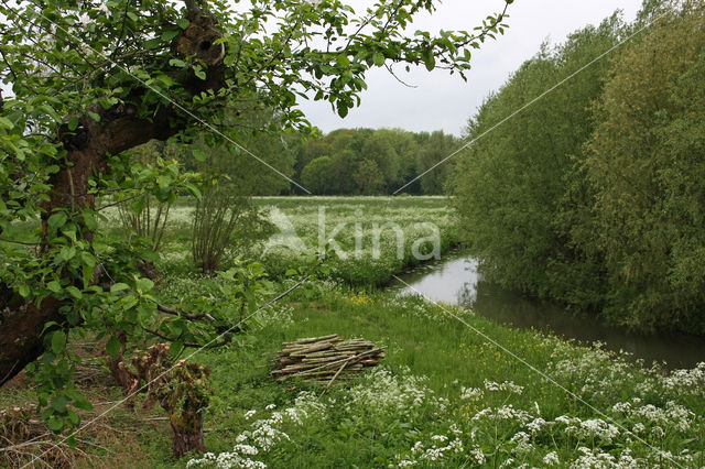 Willow (Salix)