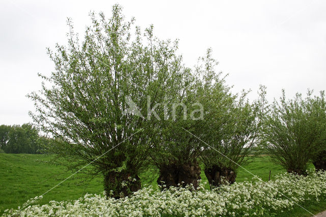 Willow (Salix)
