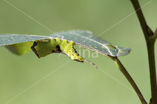 Wilgenhermelijnvlinder (Furcula bifida)