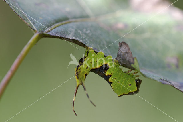 Wilgenhermelijnvlinder (Furcula bifida)