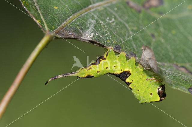 Wilgenhermelijnvlinder (Furcula bifida)