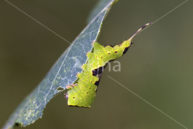 Wilgenhermelijnvlinder (Furcula bifida)