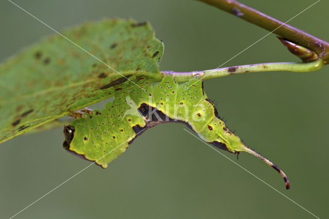 Wilgenhermelijnvlinder (Furcula bifida)