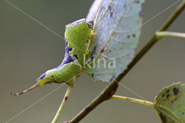 Poplar Kitten (Furcula bifida)