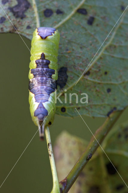 Wilgenhermelijnvlinder (Furcula bifida)