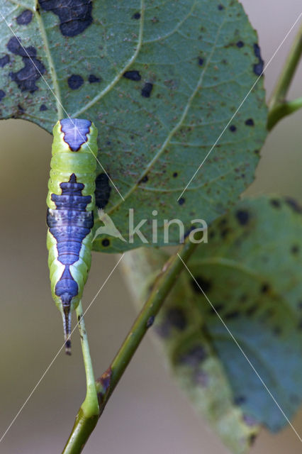 Wilgenhermelijnvlinder (Furcula bifida)